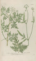 Phytanthoza iconographia Pl107 - Johann Wilhelm Weinmann — vy av konstverket