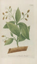 Phytanthoza iconographia Pl108 - Johann Wilhelm Weinmann — vy av konstverket