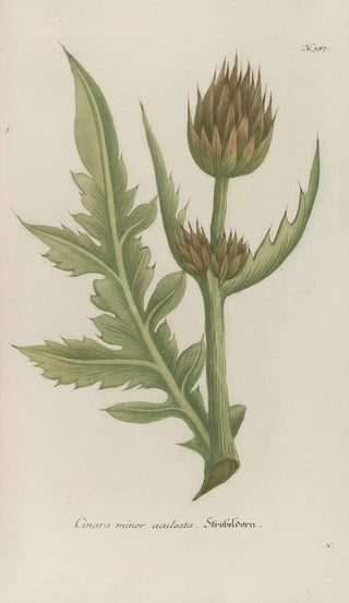 Johann Wilhelm Weinmann - Phytanthoza iconographia Pl110.webp