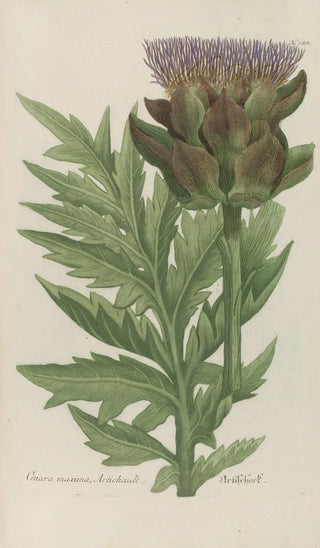 Johann Wilhelm Weinmann - Phytanthoza iconographia Pl111.webp