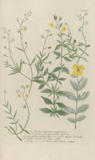 Johann Wilhelm Weinmann - Phytanthoza iconographia Pl113.webp