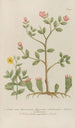 Phytanthoza iconographia Pl114 - Johann Wilhelm Weinmann — vy av konstverket
