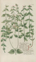 Phytanthoza iconographia Pl122 - Johann Wilhelm Weinmann — vy av konstverket