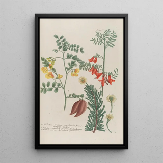 Johann Wilhelm Weinmann - Phytanthoza iconographia Pl129.webp