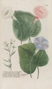 Phytanthoza iconographia Pl137 - Johann Wilhelm Weinmann — vy av konstverket