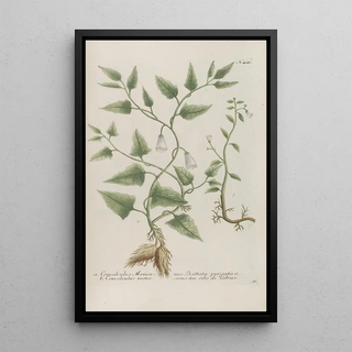 Johann Wilhelm Weinmann - Phytanthoza iconographia Pl144.webp