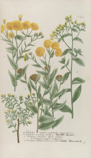 Johann Wilhelm Weinmann - Phytanthoza iconographia Pl146.webp