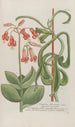 Phytanthoza iconographia Pl156 - Johann Wilhelm Weinmann — vy av konstverket