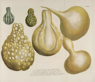 Phytanthoza iconographia Pl. 166 - Johann Wilhelm Weinmann — vy av konstverket