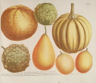 Phytanthoza iconographia Pl. 169 - Johann Wilhelm Weinmann — vy av konstverket