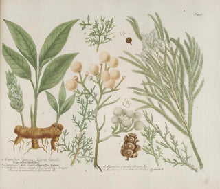 Phytanthoza iconographia Pl. 171 - Johann Wilhelm Weinmann — vy av konstverket