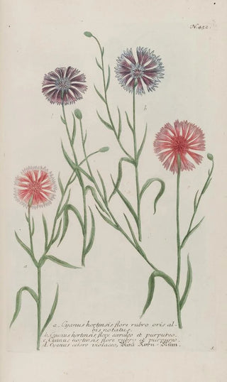 Johann Wilhelm Weinmann - Phytanthoza iconographia Pl175.webp