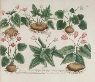 Phytanthoza iconographia Pl. 176 - Johann Wilhelm Weinmann — vy av konstverket