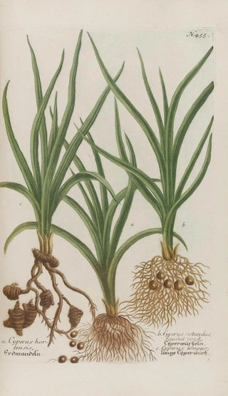 Johann Wilhelm Weinmann - Phytanthoza iconographia Pl178.webp