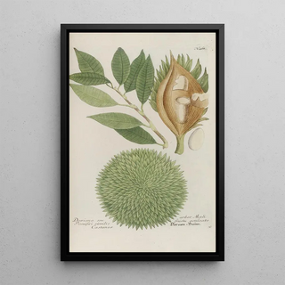 Johann Wilhelm Weinmann - Phytanthoza iconographia Pl191.webp