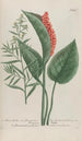 Phytanthoza iconographia Pl194 - Johann Wilhelm Weinmann — vy av konstverket