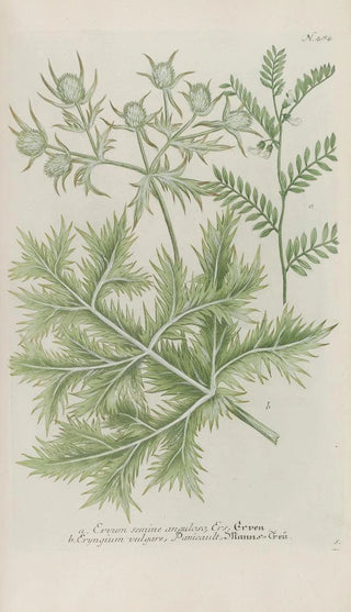 Johann Wilhelm Weinmann - Phytanthoza iconographia Pl207.webp