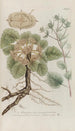 Phytanthoza iconographia Pl209 - Johann Wilhelm Weinmann — vy av konstverket