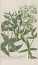 Phytanthoza iconographia Pl213 - Johann Wilhelm Weinmann — vy av konstverket
