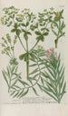 Phytanthoza iconographia Pl215 - Johann Wilhelm Weinmann — vy av konstverket