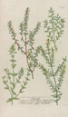Phytanthoza iconographia Pl222 - Johann Wilhelm Weinmann — vy av konstverket