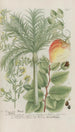 Phytanthoza iconographia Pl224 - Johann Wilhelm Weinmann — vy av konstverket