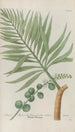 Phytanthoza iconographia Pl225 - Johann Wilhelm Weinmann — vy av konstverket