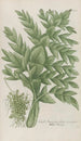 Phytanthoza iconographia Pl226 - Johann Wilhelm Weinmann — vy av konstverket