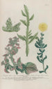 Phytanthoza iconographia Pl230 - Johann Wilhelm Weinmann — vy av konstverket