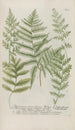 Phytanthoza iconographia Pl234 - Johann Wilhelm Weinmann — vy av konstverket