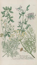 Phytanthoza iconographia Pl236 - Johann Wilhelm Weinmann — vy av konstverket