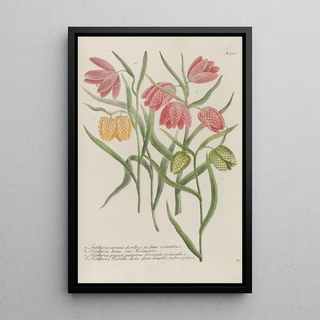 Johann Wilhelm Weinmann - Phytanthoza iconographia Pl239.webp