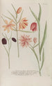 Phytanthoza iconographia Pl240 - Johann Wilhelm Weinmann — vy av konstverket
