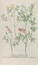 Phytanthoza iconographia Pl243 - Johann Wilhelm Weinmann — vy av konstverket