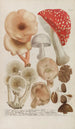Phytanthoza iconographia Pl245 - Johann Wilhelm Weinmann — vy av konstverket