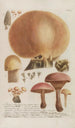 Phytanthoza iconographia Pl246 - Johann Wilhelm Weinmann — vy av konstverket