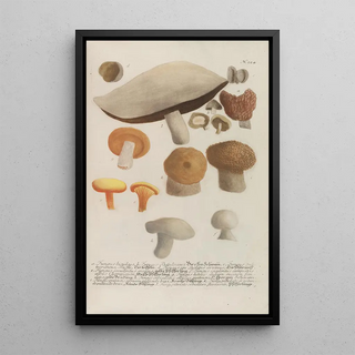 Johann Wilhelm Weinmann - Phytanthoza iconographia Pl247.webp