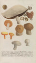 Phytanthoza iconographia Pl247 - Johann Wilhelm Weinmann — vy av konstverket