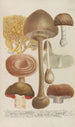 Phytanthoza iconographia Pl248 - Johann Wilhelm Weinmann — vy av konstverket