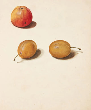 Johanna Fosie - Studie af ble og blommer.webp