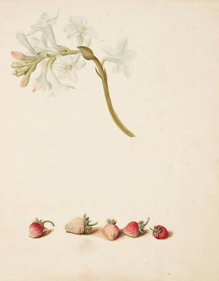Johanna Fosie - Studie af blomst og jordbr.webp