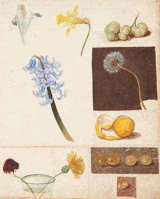 Johanna Fosie - Studie af blomster frugter og grnne tomater.webp