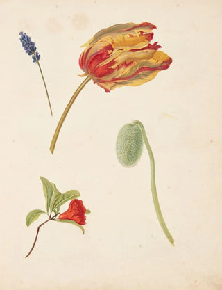Johanna Fosie - Studie af tulipan og andre blomster.webp