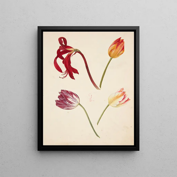 Johanna Fosie - Studie af tulipaner.webp