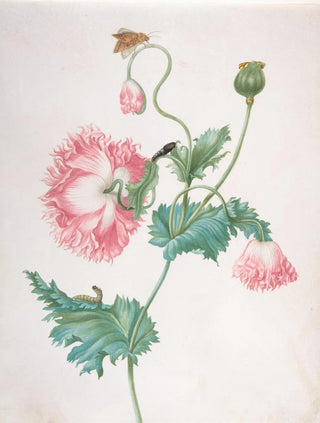 Johanna Helena Graff - A Poppy in Three Stages of Flowering with a Caterpillar Pupa and Butterfly.webp