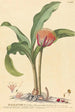 Haemanthus - Johannes Jacob Haid — vy av konstverket