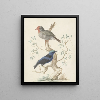 Johannes van Bronckhorst - Bresiljaan en Colibri.webp