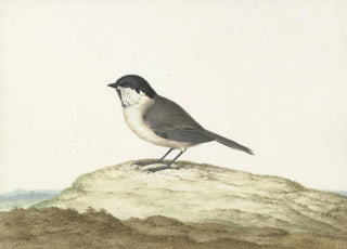 Johannes van Bronckhorst - Glanskop.webp