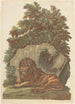 Le lion - John Baptist Jackson — vy av konstverket
