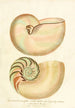 Encyclopaedia londinensis Conchyliologie Pl 02 - John Chapman — vy av konstverket